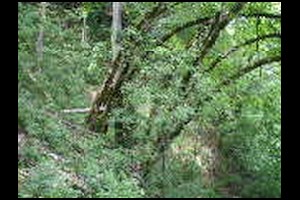 74-Sentier-peu-visible-en descente-15h39.jpg